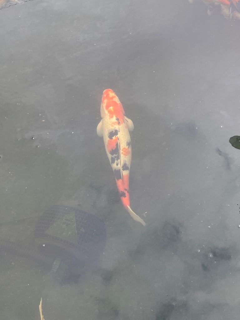 Koi fish for sale