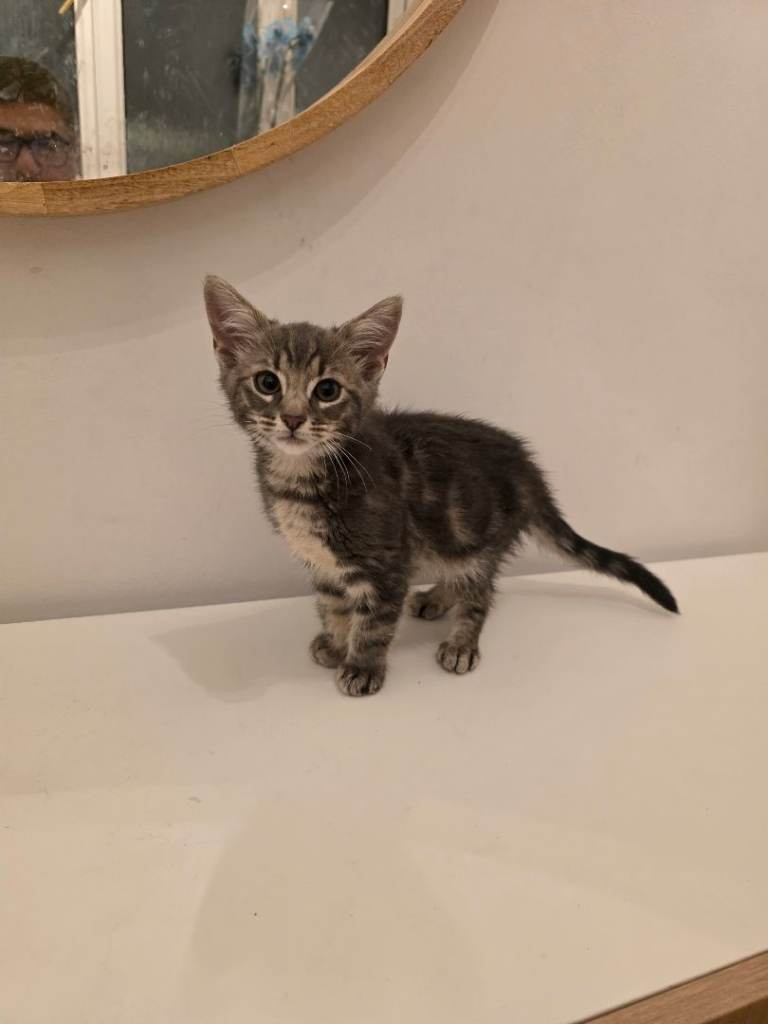 3 month's kitten 