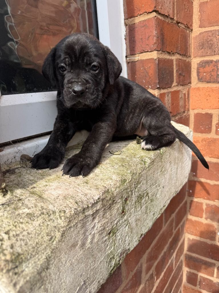 Outstanding Presa Canario puppies