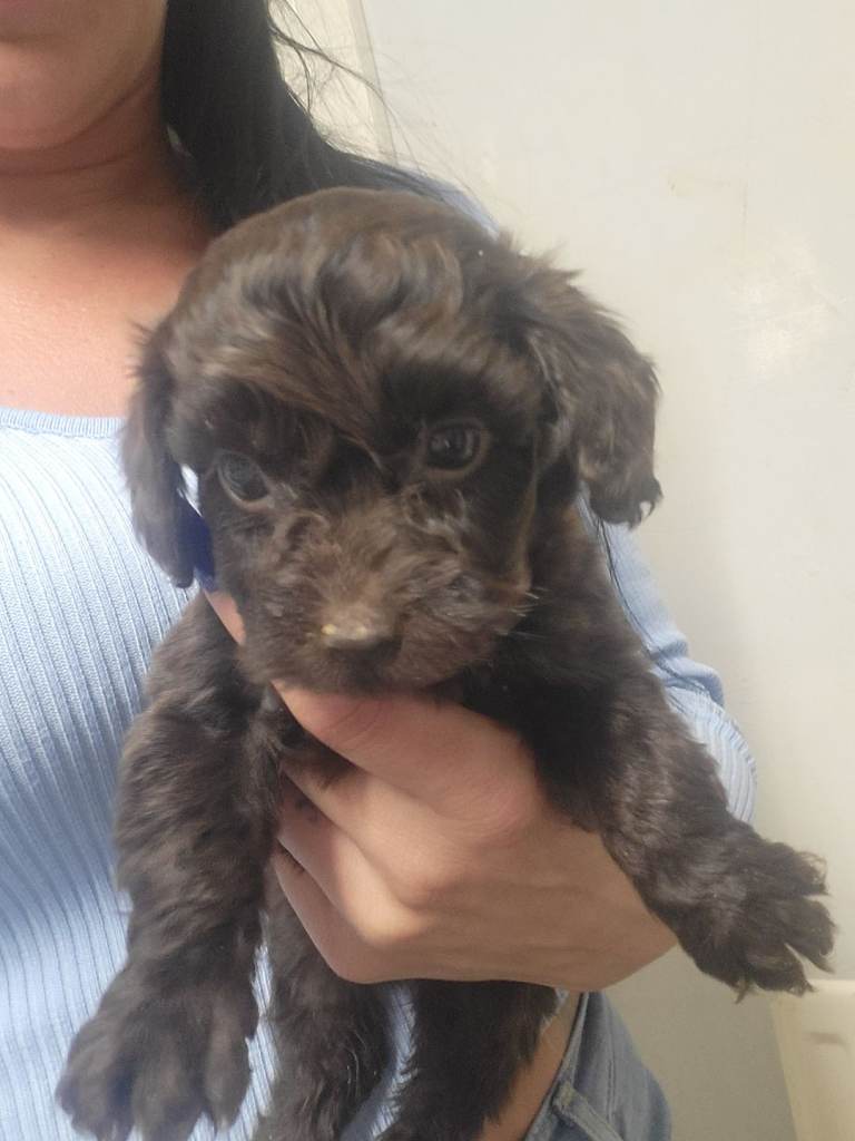 Miniature cockerpoo puppies 