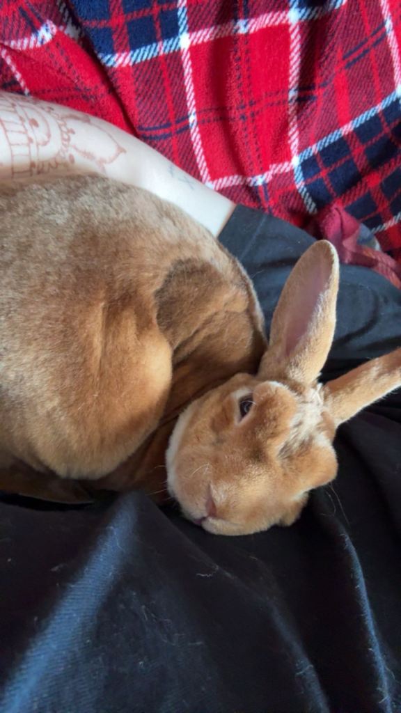 Two rabbits