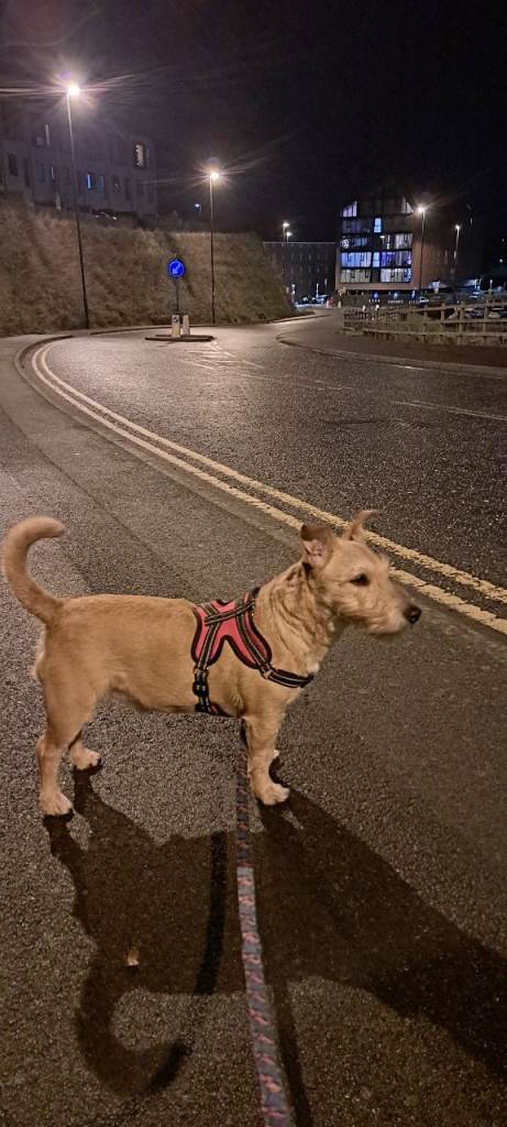 Jimmy looking for a forever home 