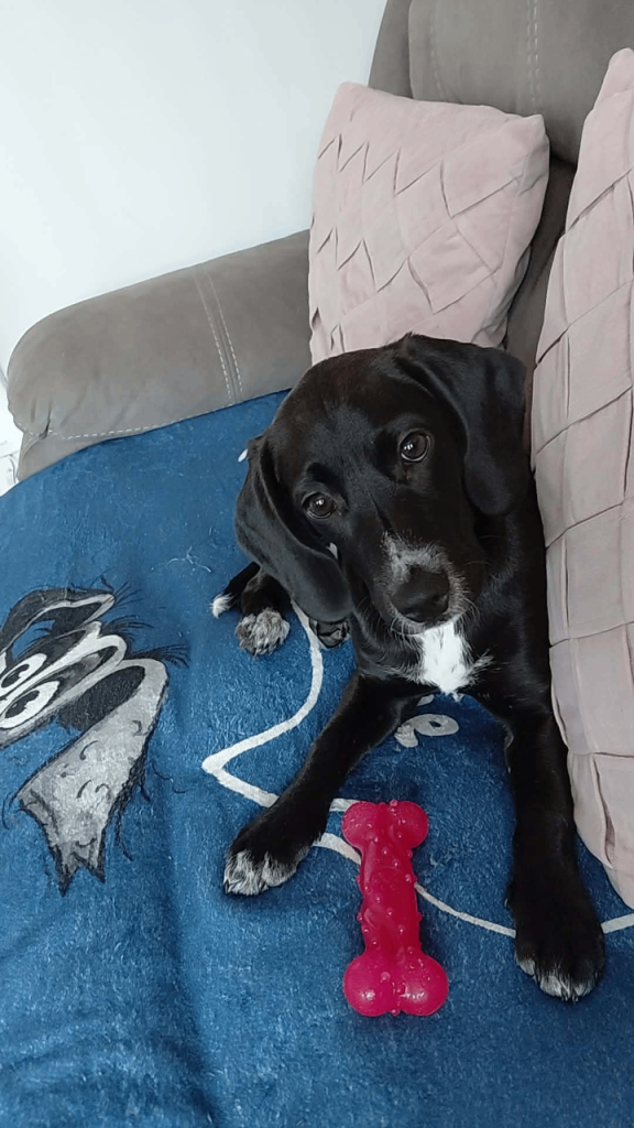 19 week old cockerspaniel/beagle puppy