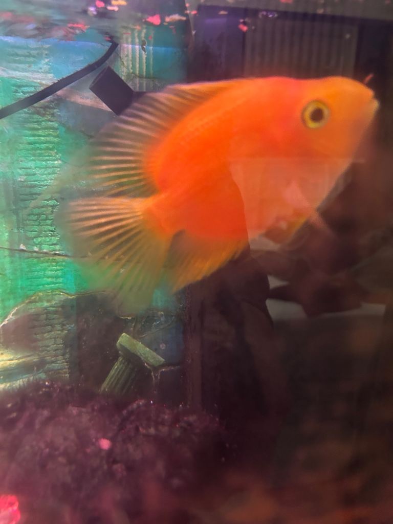 Parrot fish and plec