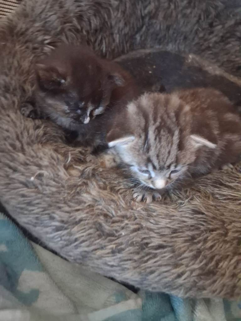 2 kittens 