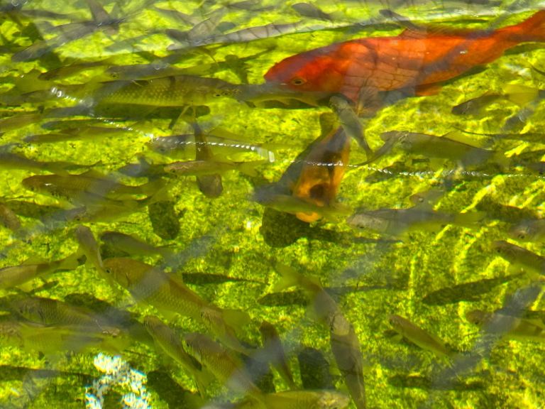 Pond goldfish 