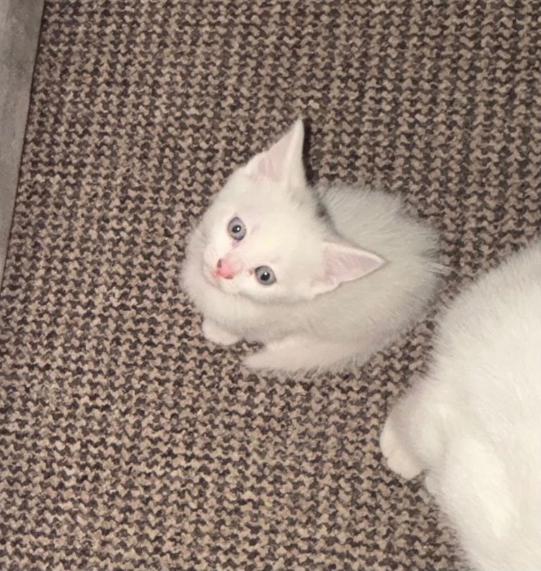 Adorable Turkish Angora kittens 