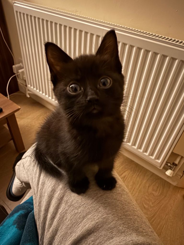 Kitten for rehoming