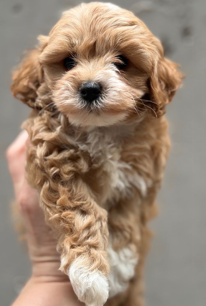 Cavapoo pups 