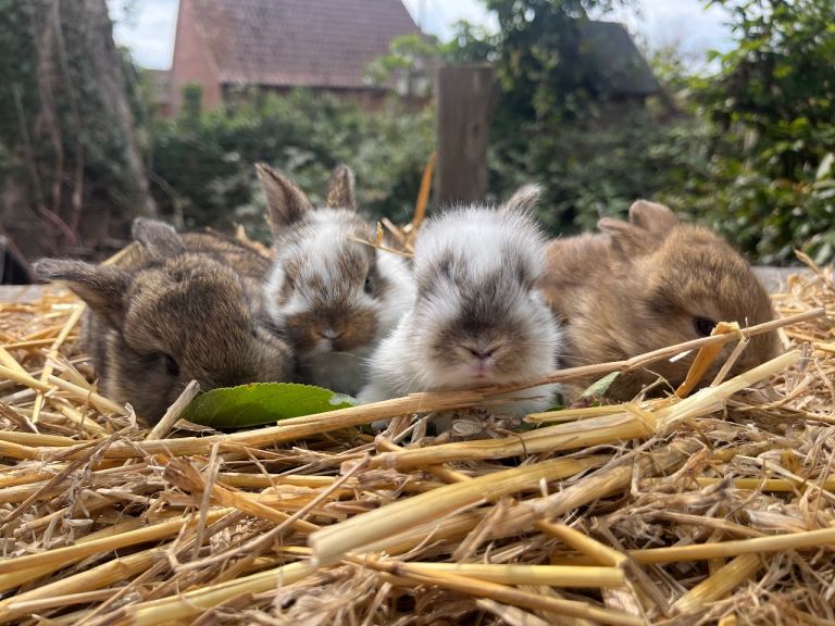 Adorable Baby Rabbits Looking for Forever Homes
