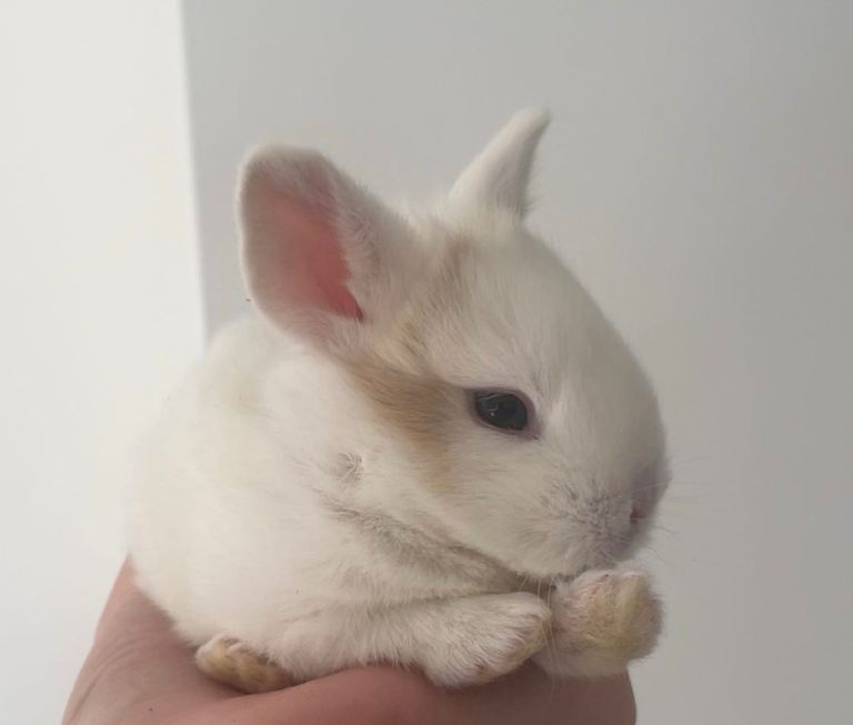 🐰🌟bunnys for sale 