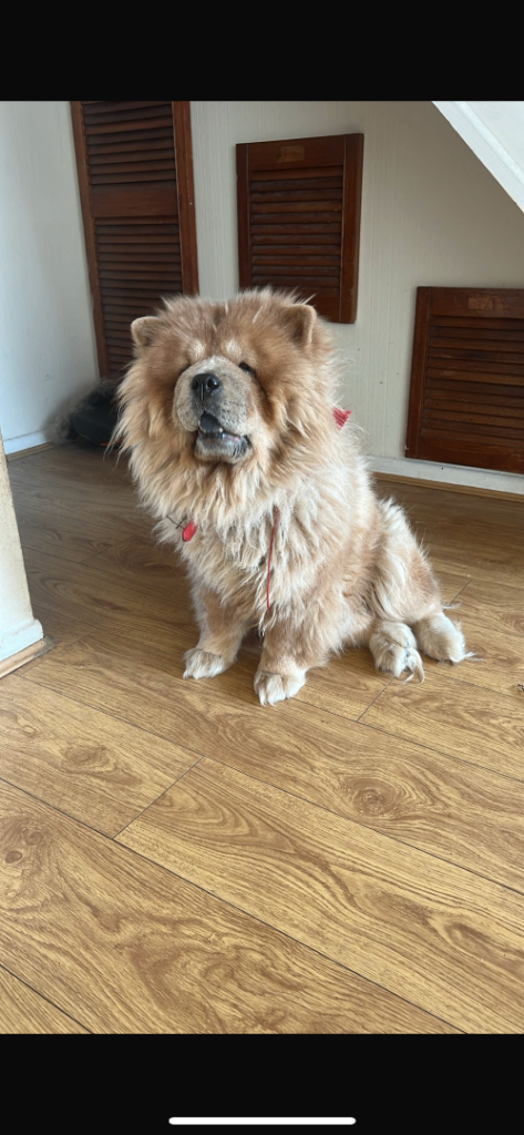 3 year old Chow Chow 