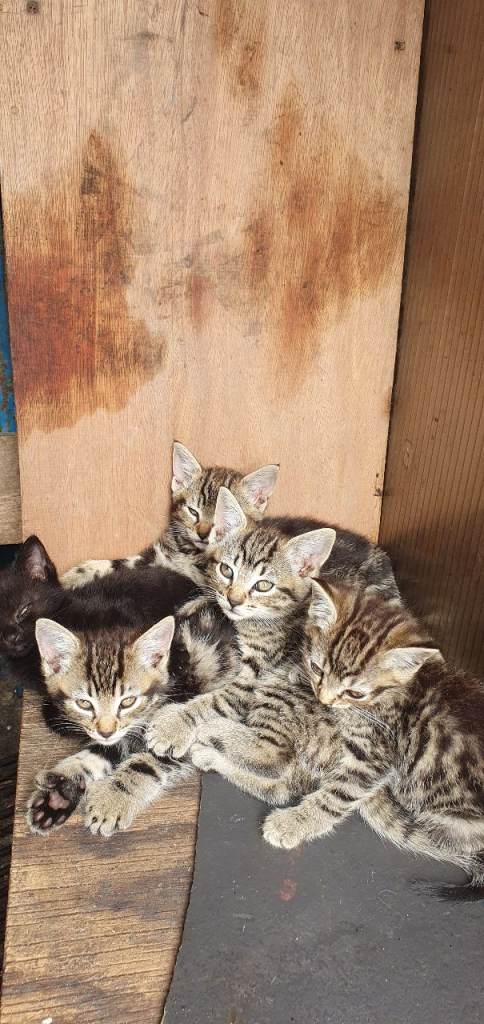 Tabby kittens 