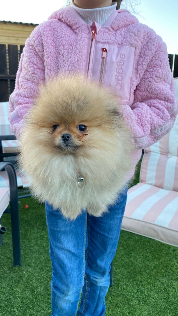 Pomeranian male puppy ready to leave now 