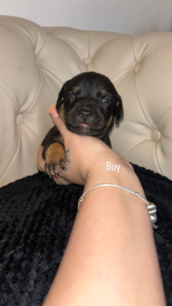 Staffie cross puppies 