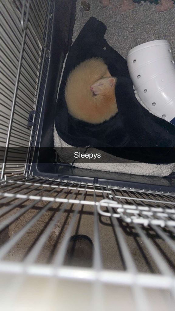 Adorable Ferret for Rehoming