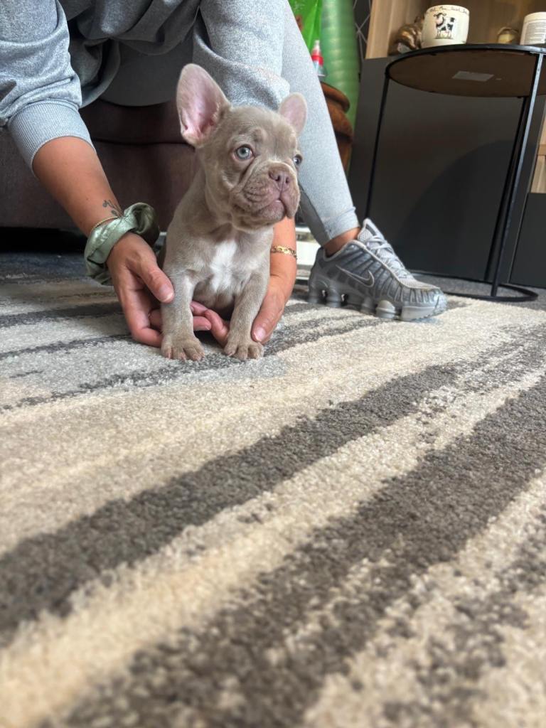 Male French Bulldog puppy