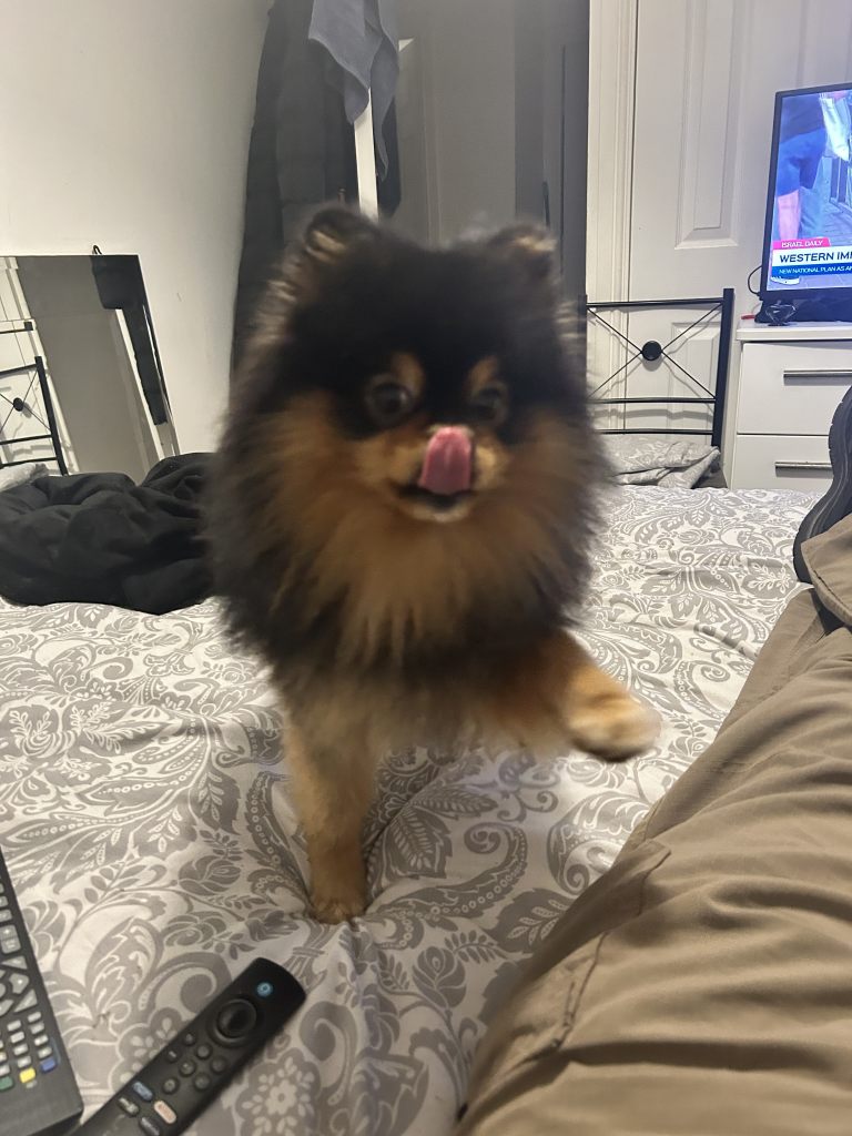 Rocky Male 2 years old 