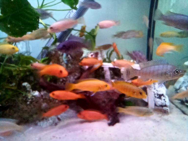 African Malawi Cichlids 