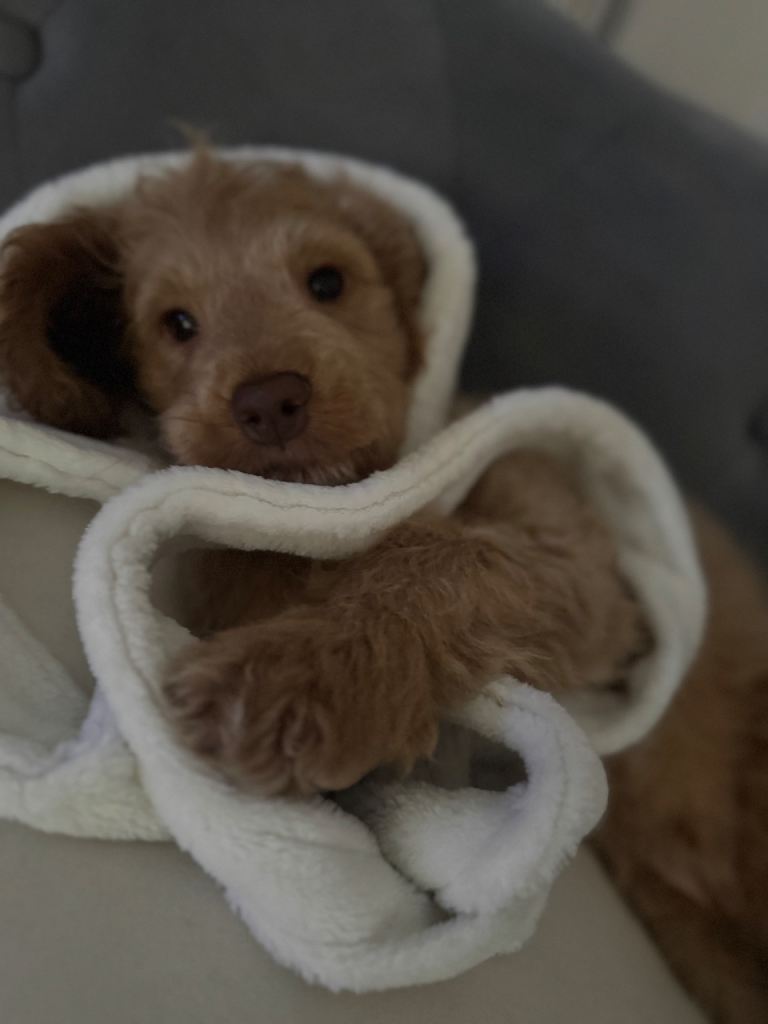 🐶 Beautiful Cockapoo Puppy Looking for a Loving Home 🏡💔