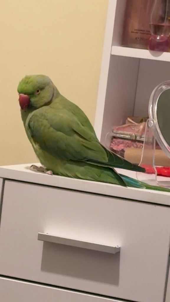 Indian ring neck / cage /foods 
