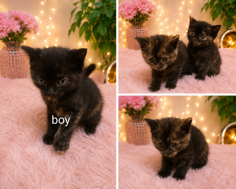 Half pedigree British shorthair kittens