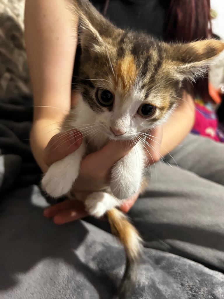 beautiful kittens ready now one boy one girl 