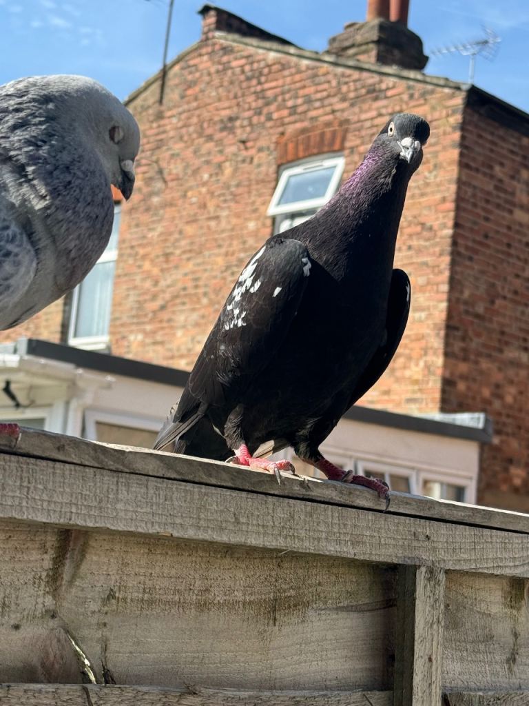 8 pigeons available for sale Nice and Clean urgent for sale all fly  