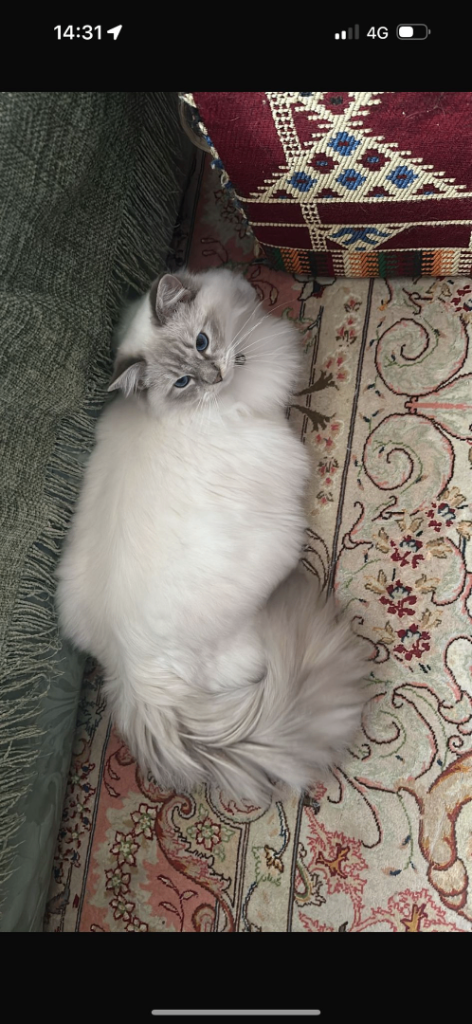 Male Ragdoll Lilac Point Mitted - 1 year old cat