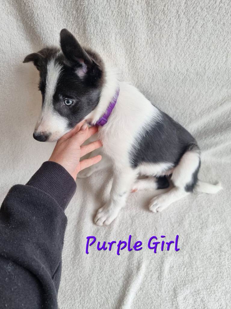 🐶 Pure Border Collie puppies looking for new home