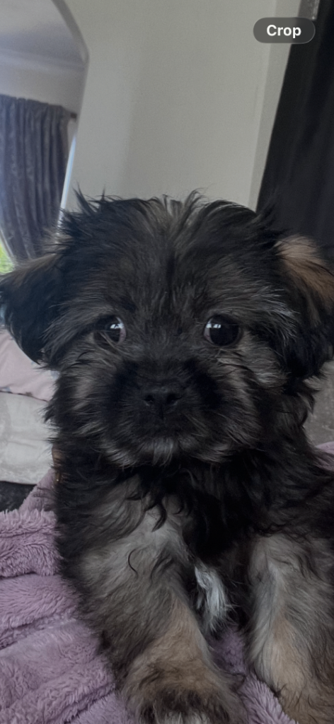 Lapso puppy