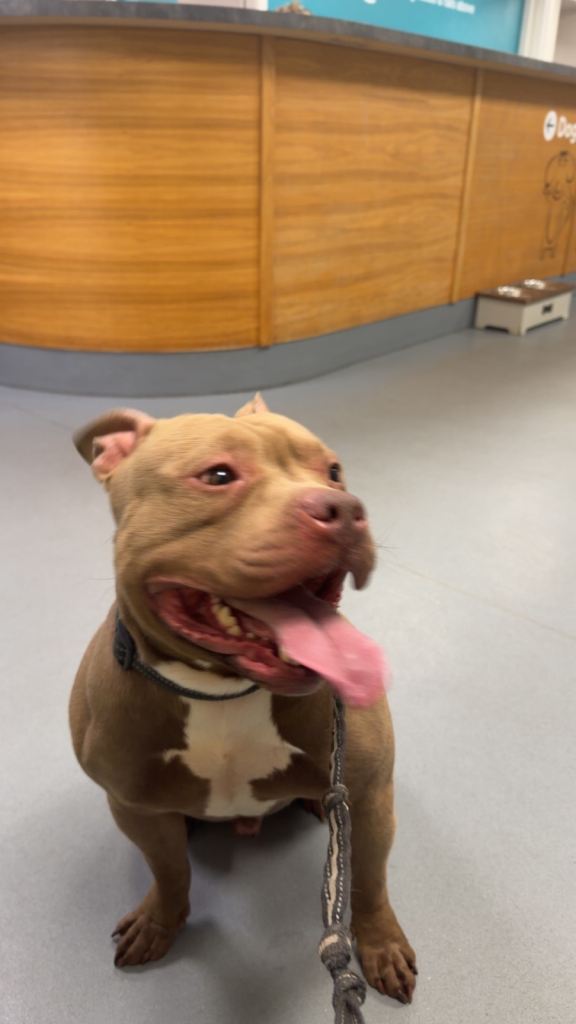 male bully/staffy cross 3 years old 