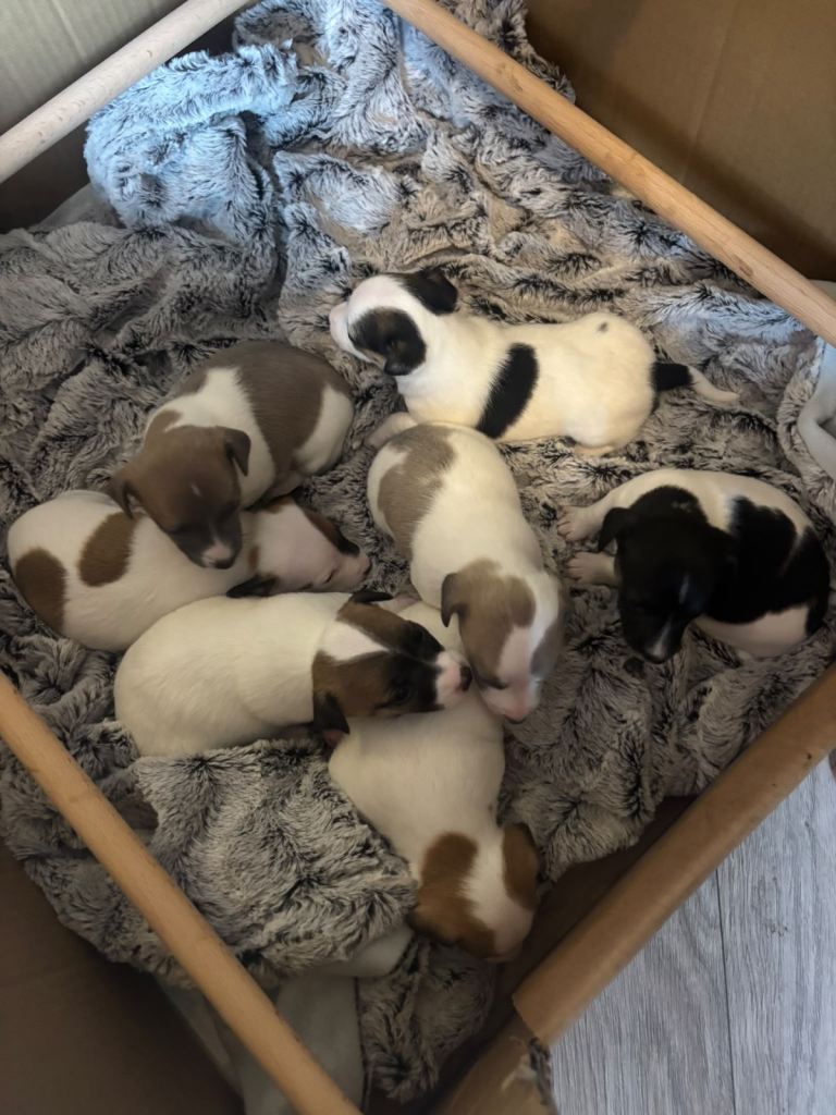Jack Russell pups 
