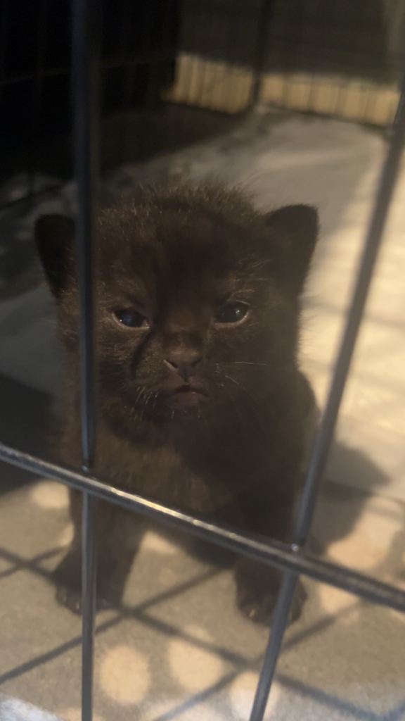 Kittens 