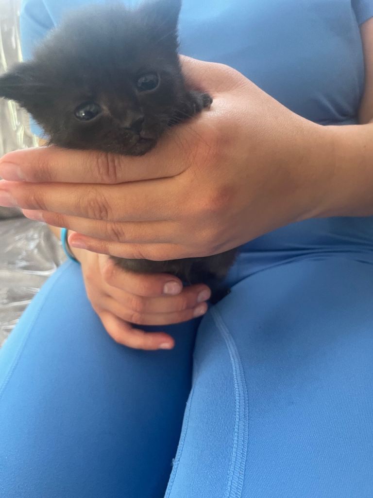Kittens