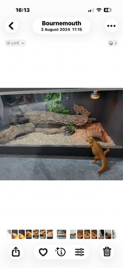 Bearded dragon full set up