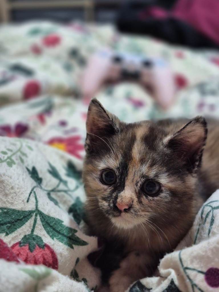 Calico Kitten 