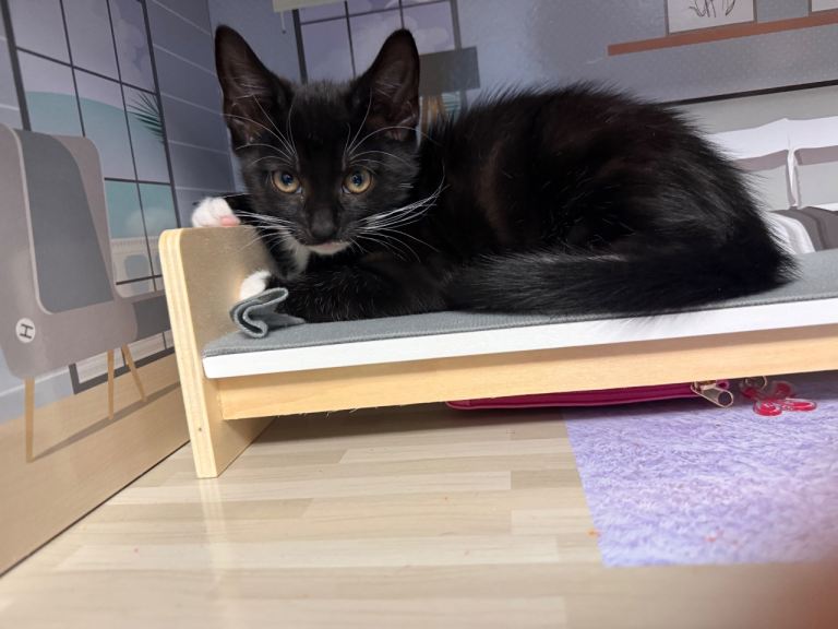 kitten for sale LAST BOY!  In the picture!