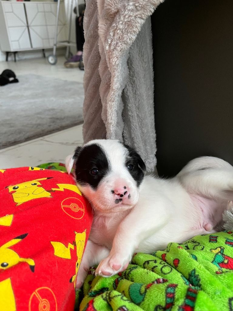 Male border collie puppy