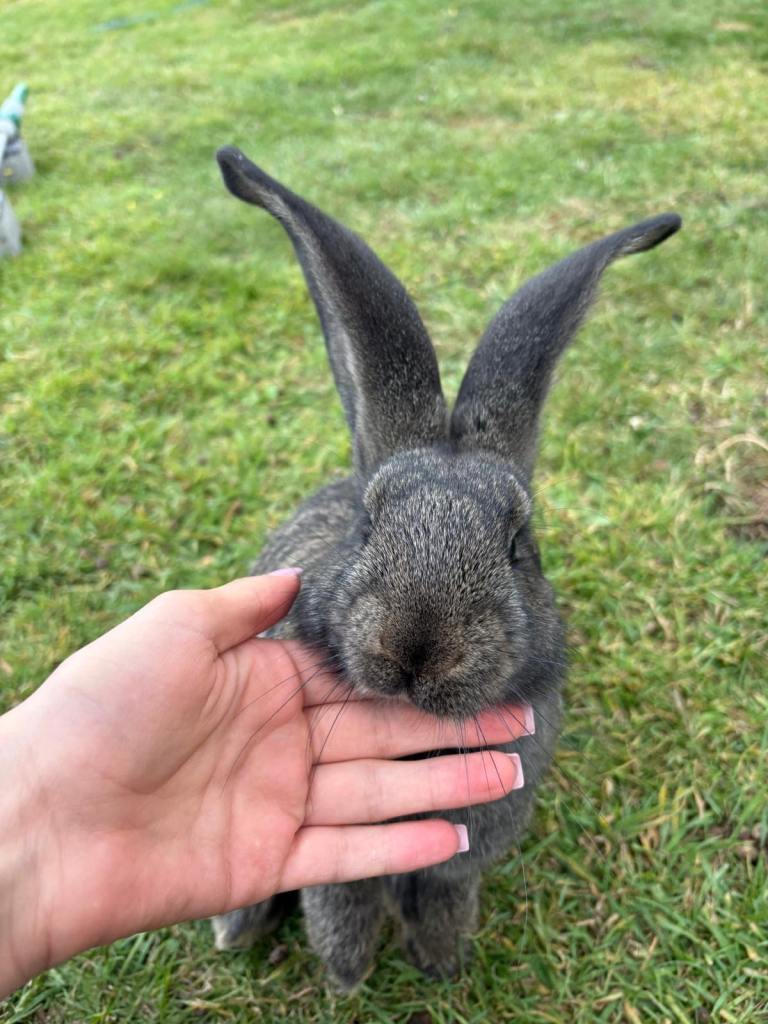 Continental Giant baby rabbits
