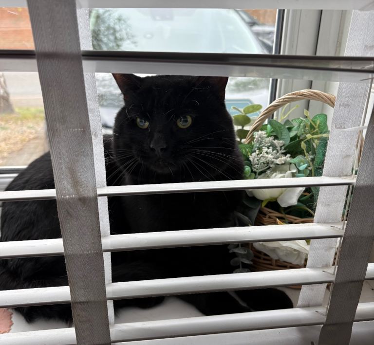 Black British short hair cat 