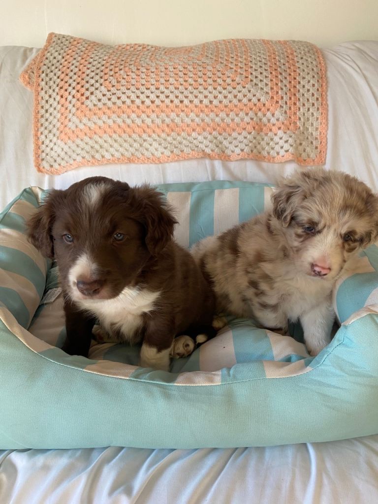 Border Collie puppies for sale 