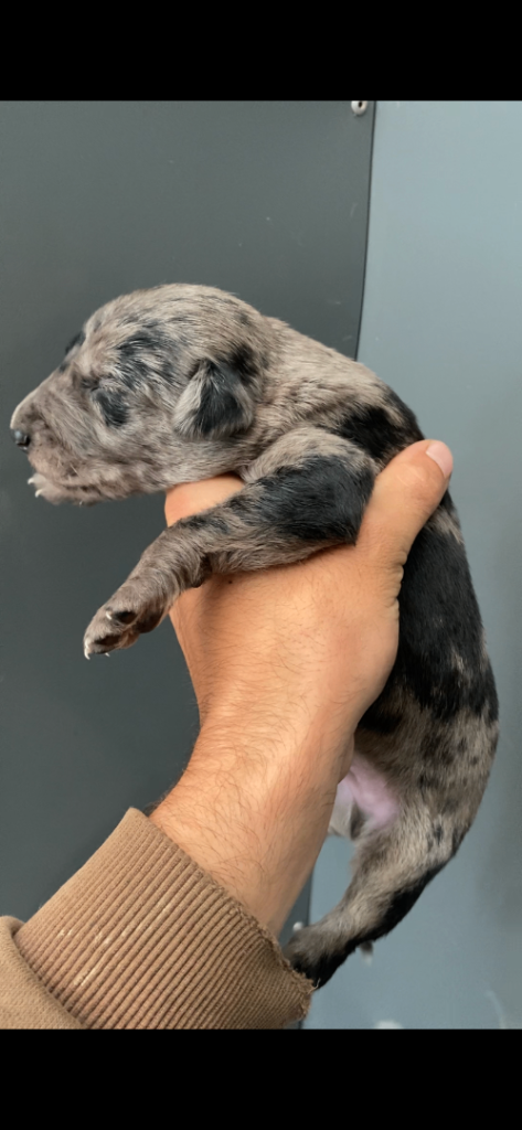 Stunning lurcher puppies 
