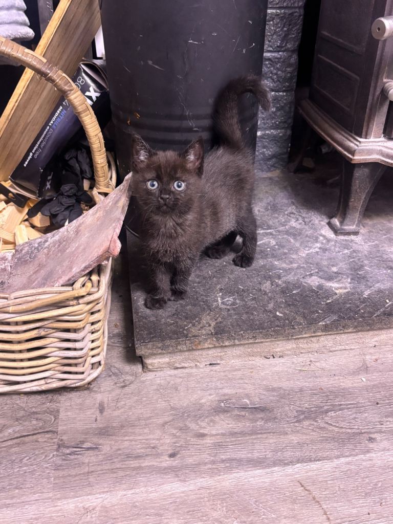 Kitten
