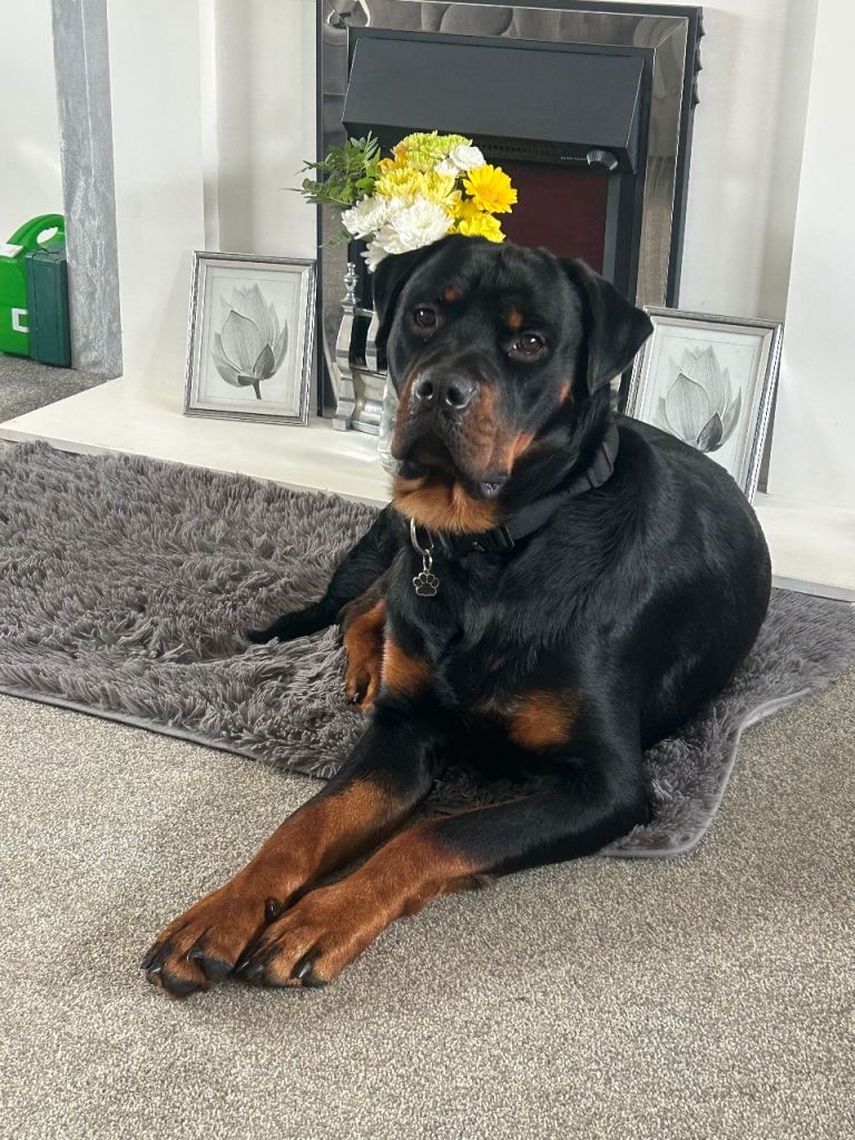 Rottweiler male 
