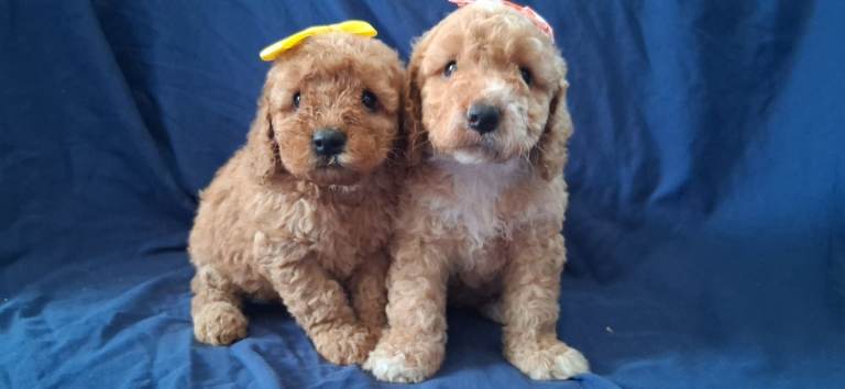 F1b minature cockapoos, dna tested clear!