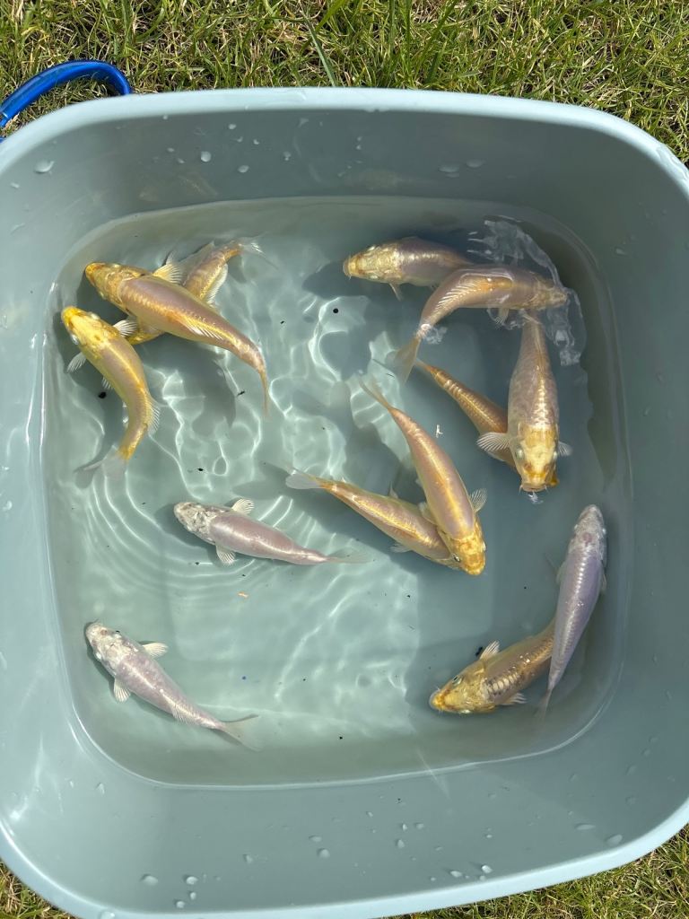 4-6 inch koi for sale - Pics updated 1st August
