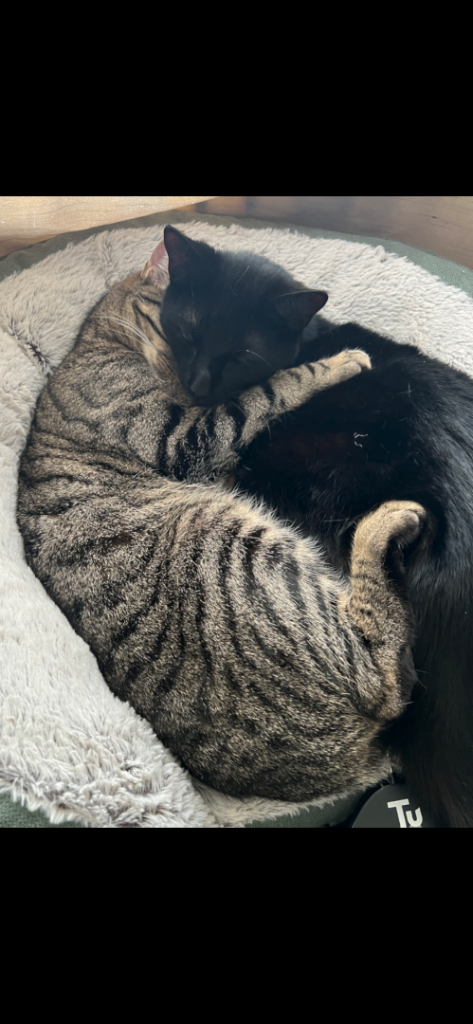 2 Cats siblings 