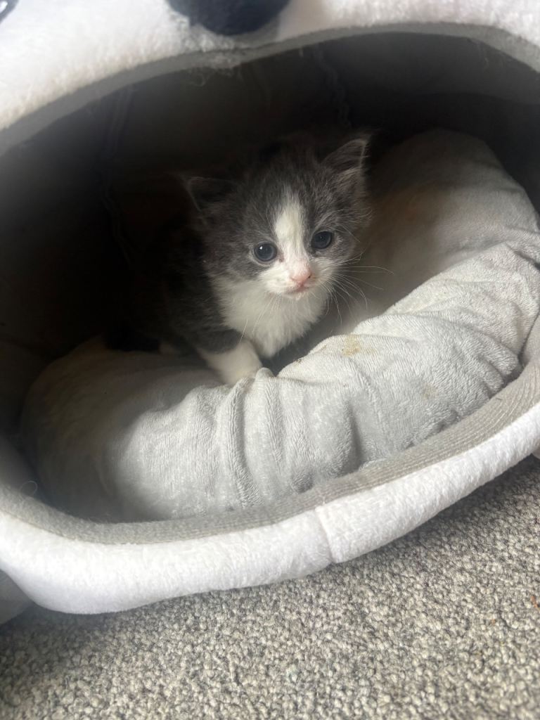 Absolutely stunning half bsh kittens