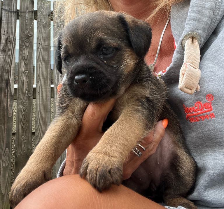 Beautiful border terrier puppies